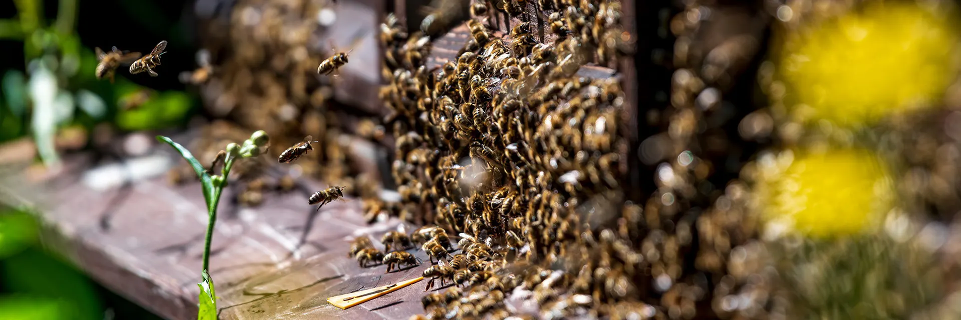 Bienen am Flugloch eines Bienenstocks