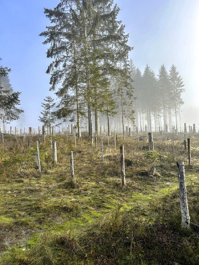 Frühlingserwachen an der Belegstelle