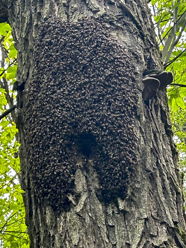 Bilder von Bienenschwärmen