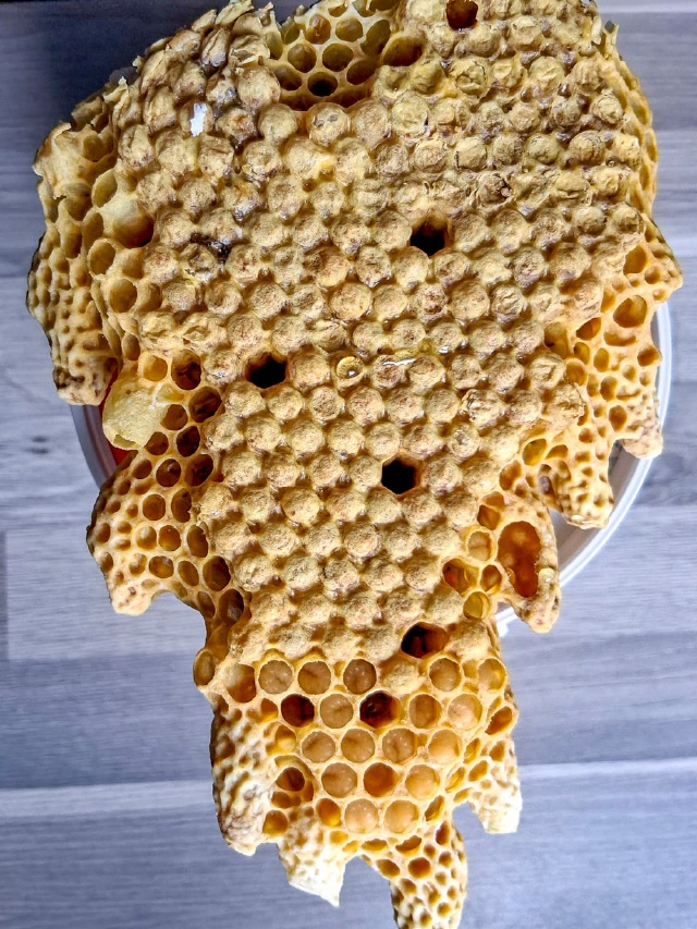Bilder von Bienenschwärmen